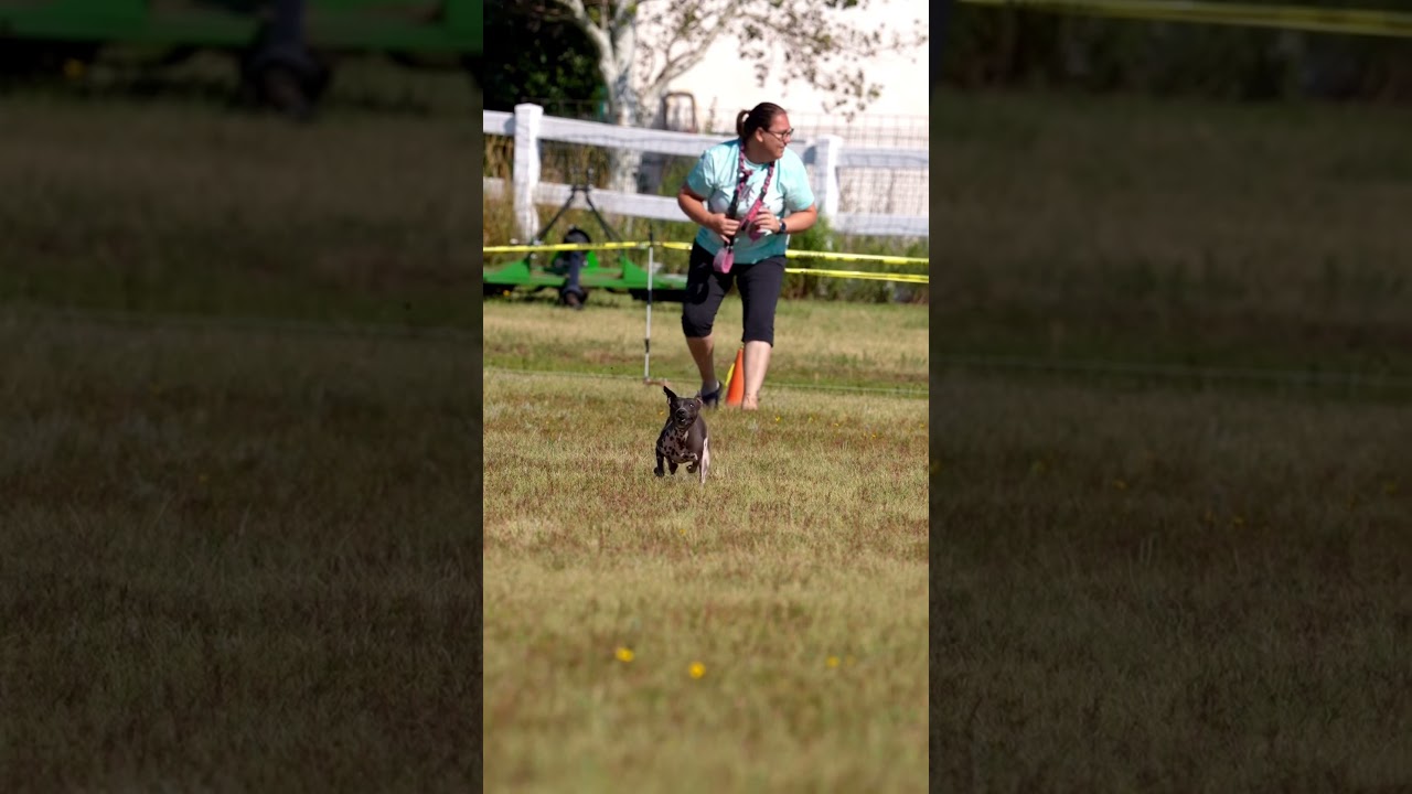 American Hairless Terrier #akc #dogvideos #dogs #lurecoursing #dogsports
