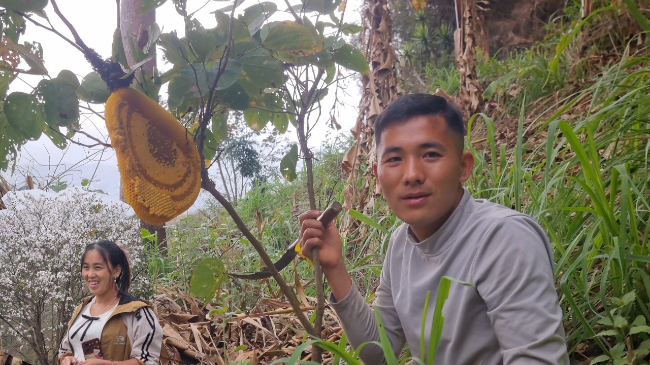 Muab muv toj nqeeb txaus ntshai | Theeb Lauj 2 niam txiv muab muv