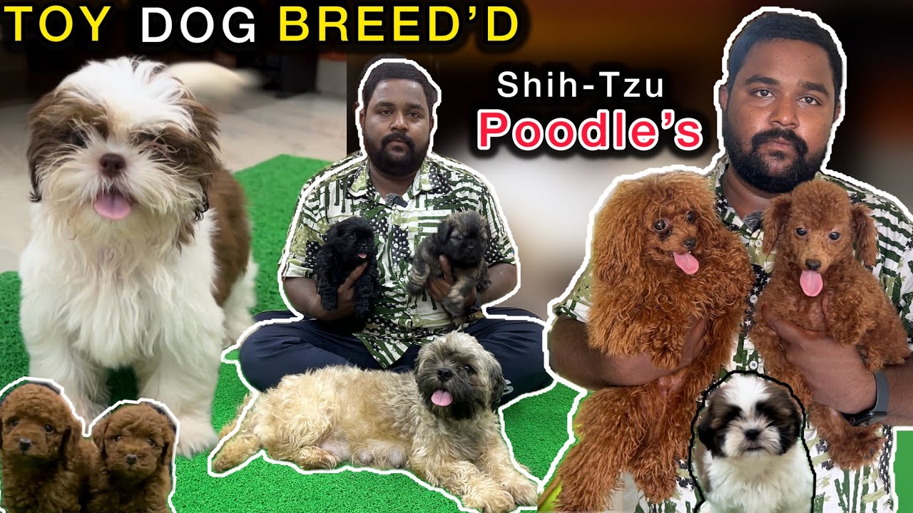 Shih-Tzu Puppy's🐶 | Dog Kennel In Chennai🐕 | Rare Colour Shih-Tzu's | Exotic Poodle🐾Puppies | Vlogs