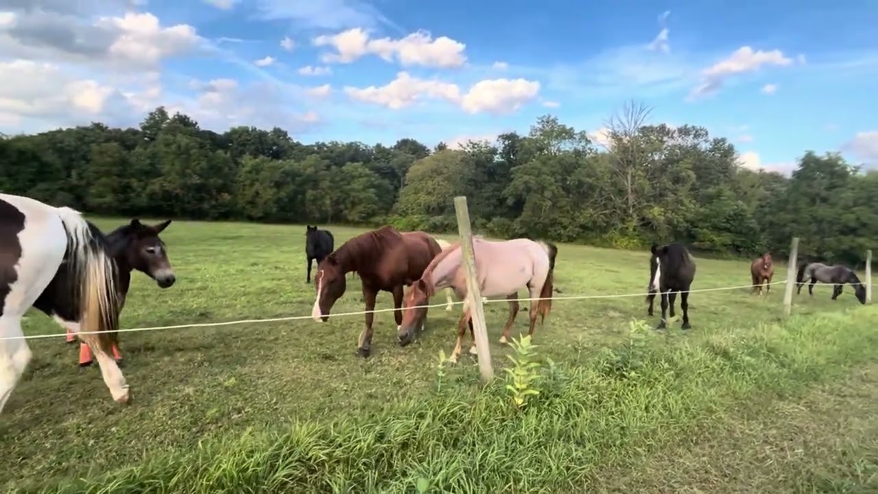 Paint Horse & Mule Genetics Explained | Hybrid Vigor
