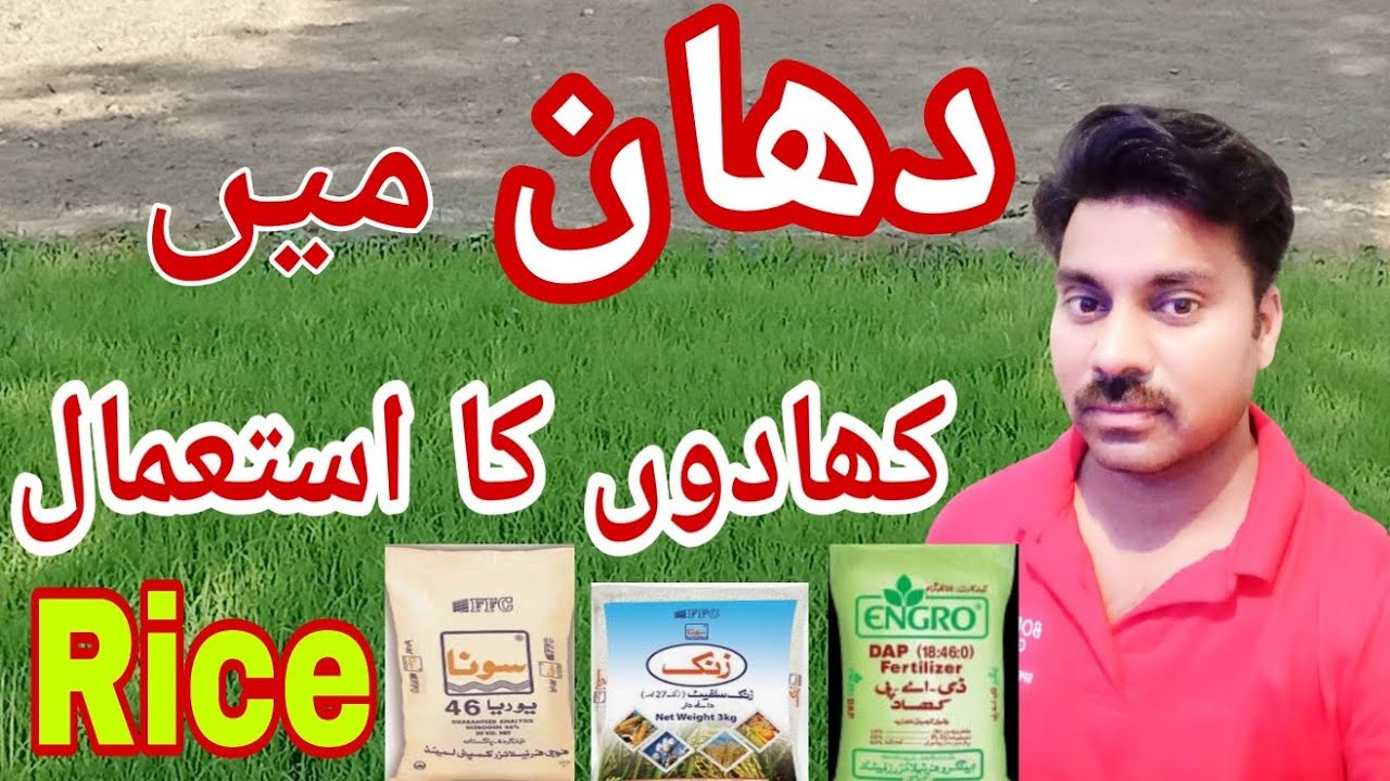 Fertilizer Use in Rice Crop |Abid Ali Agrarian | دھان میں کھادوں کا استعمال