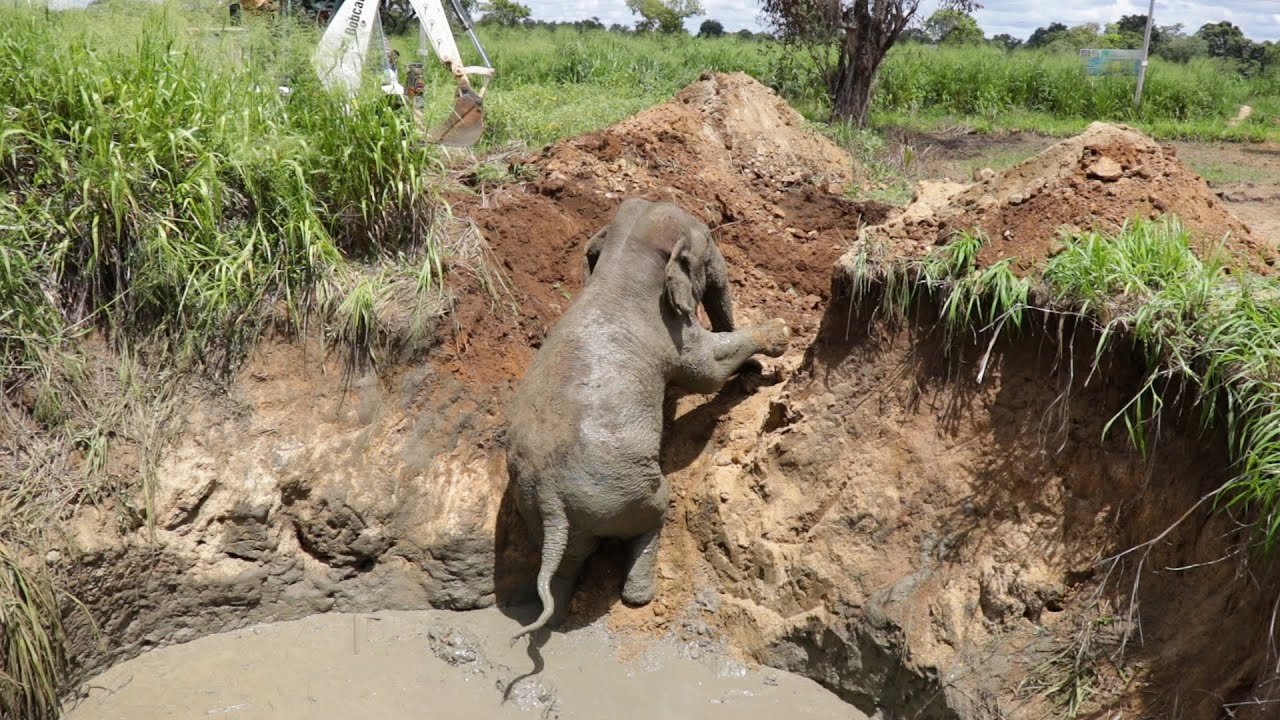 A village in Chaos! Saving a giant elephant from a farming well