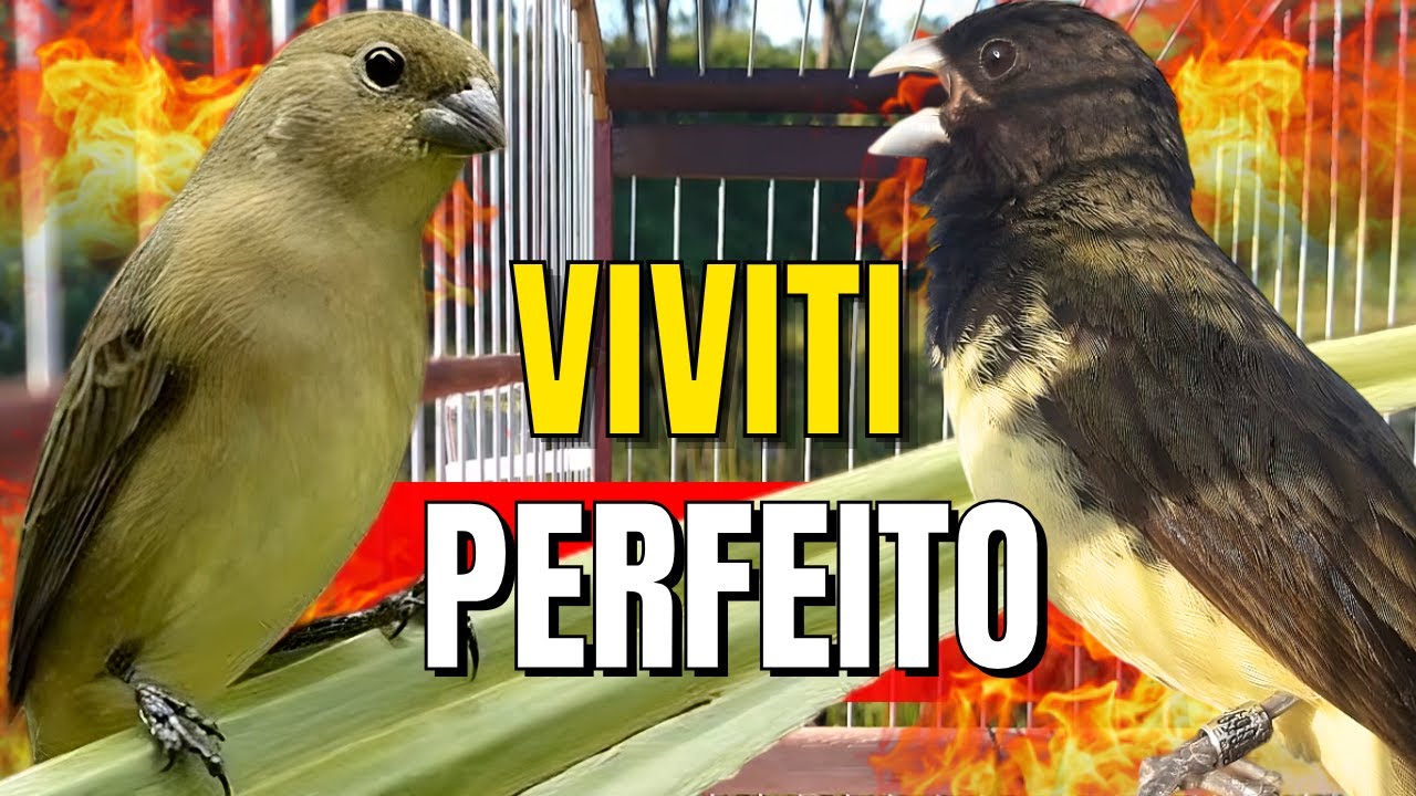 PAPA CAPIM VIVITI E PIADO DE FEMEA. MUITA FIBRA ESFOGUIE O SEU. PAPA CAPIM VIVITI