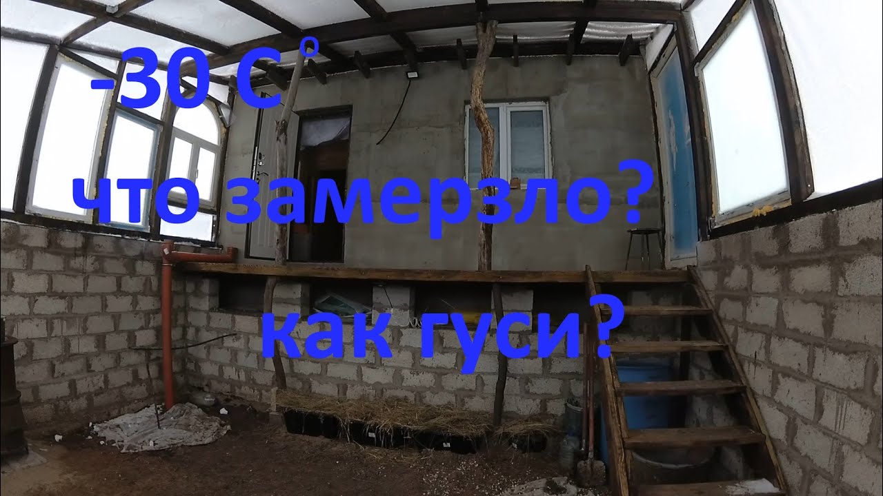 - 30 С, что замерзло в теплице, как там гуси?
