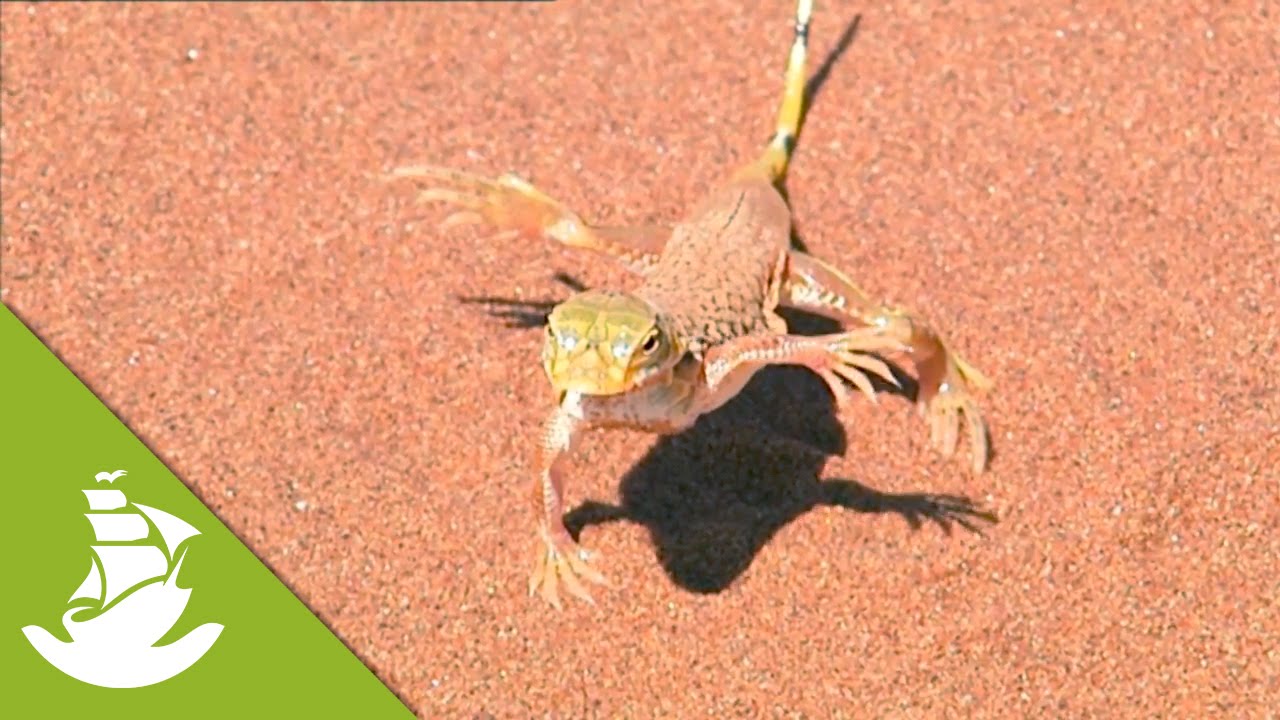 Lizard dancing - Techniques for the heat