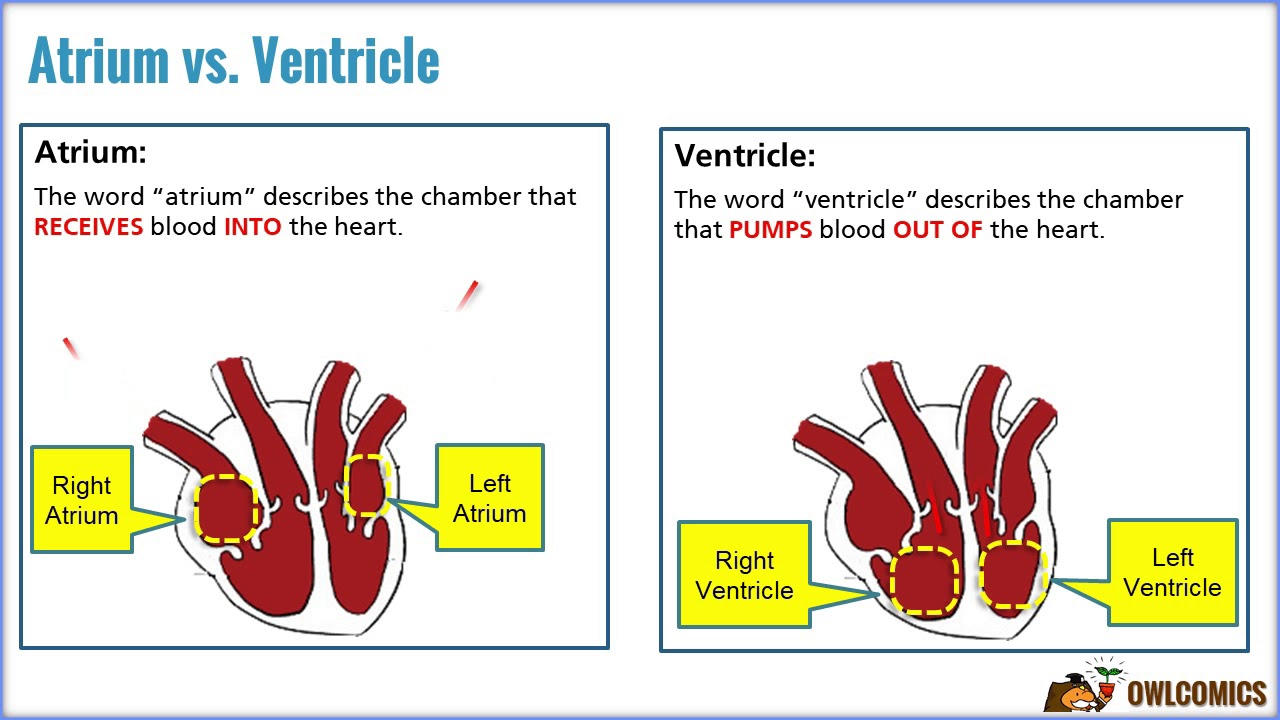 Cardiovascular Science: Heart Chambers and Valves