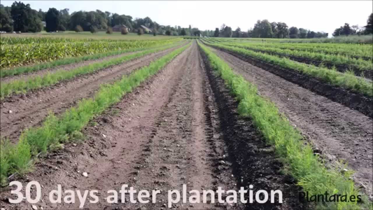 ASPARAGUS PLANTS PLANTATION - MANUAL PLANTATION - PLANTARA, PLANTS PRODUCTION