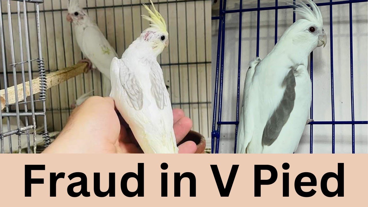 cockatiels fraud in V Pied | December 16, 2024