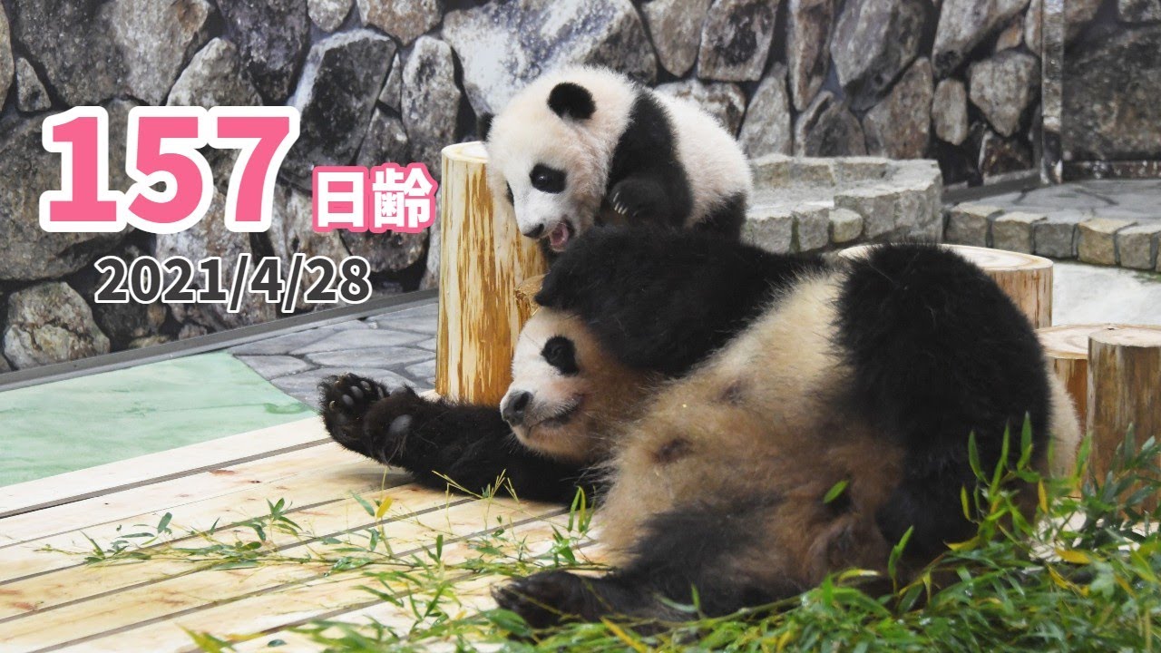【パンダの赤ちゃん（楓浜）】竹に夢中なお母さんに“遊んで攻撃”（157日齢）