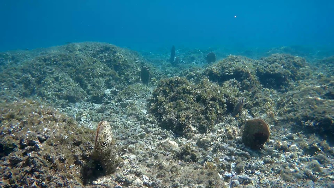 SJCAM SJ5000X Elite - Freediving - Pinna nobilis