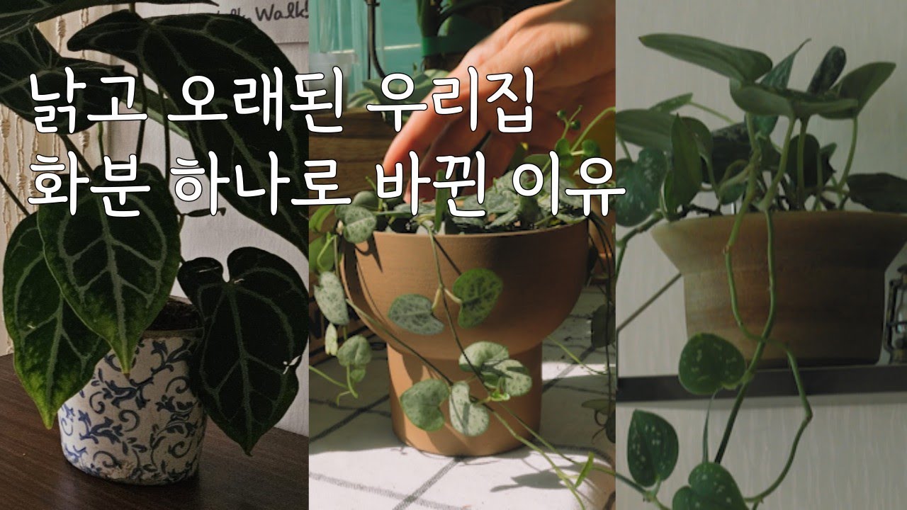 우중충한 우리집, 예쁜 화분으로 집안분위기를 바꿔보세요 | 플랜테리어 | 토분 |