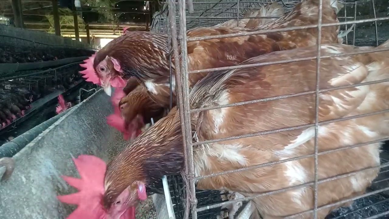 Chickens eat food (94)