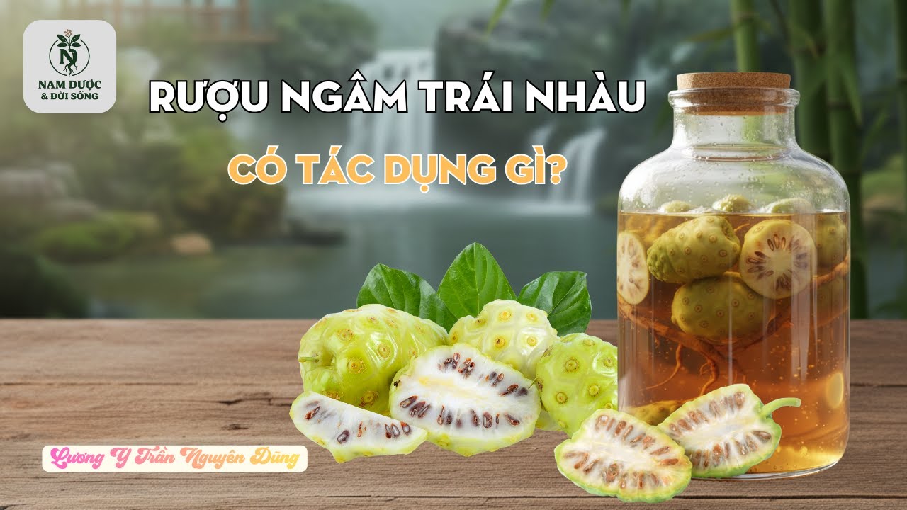 RƯỢU NGÂM TRÁI NHÀU – CÓ TÁC DỤNG GÌ? #RượuNgâmTráiNhàu #Noni #NamDượcVàĐờiSống