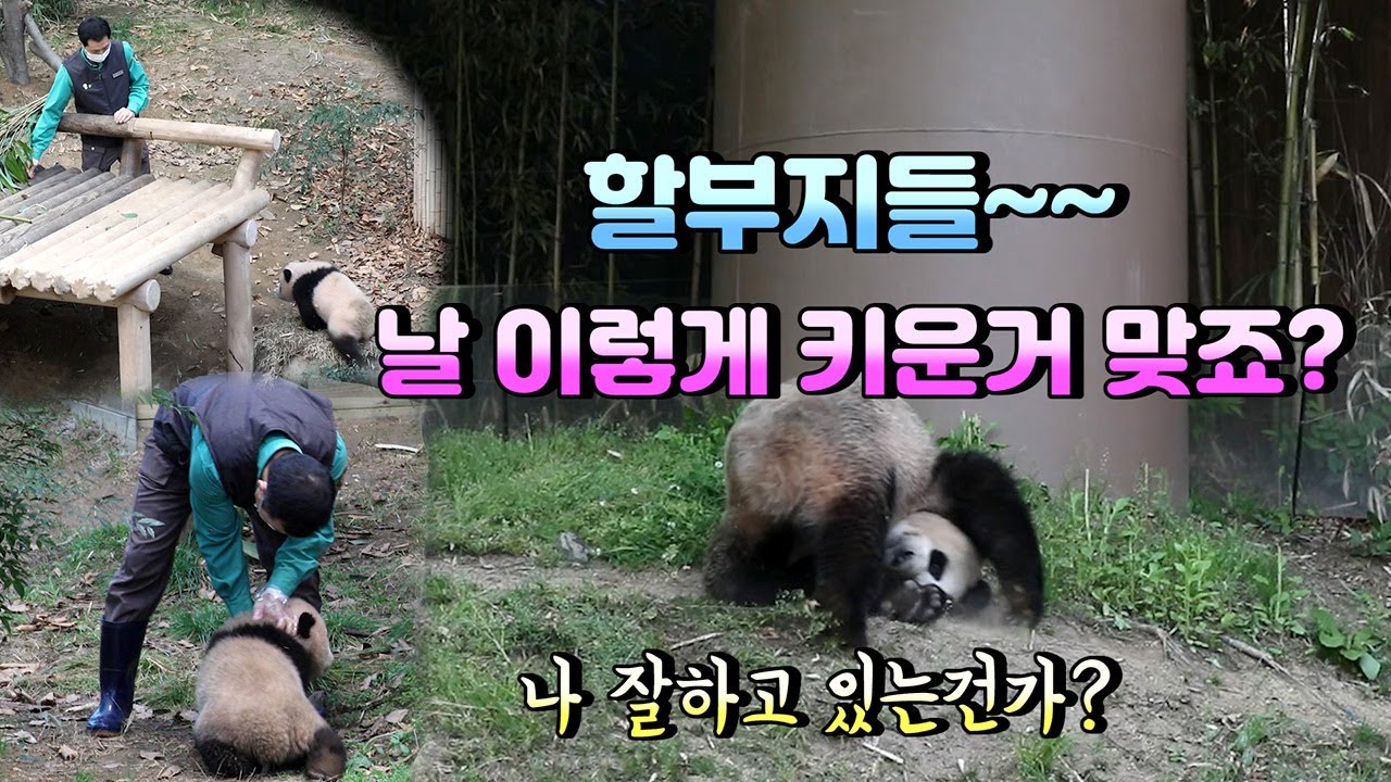 [에버랜드 푸바오]어린 푸바오를 강하게 훈련시킨 할부지들... 덕분에 세상에서 제일 빠른 판다 