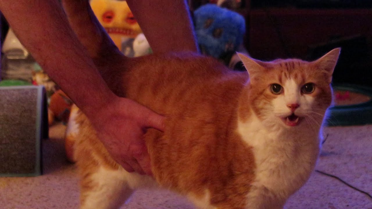 Cat Meows With Excitement And Demands Attention