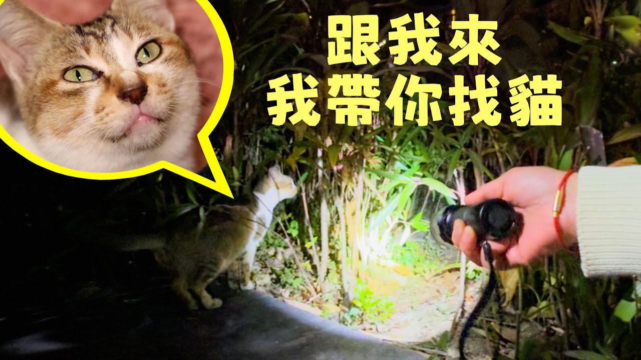找貓的時候遇到一隻浪浪，拜託她幫忙，她真的帶我們挨家挨戶找了兩個小時 ｜西樹 Xishu&Cats