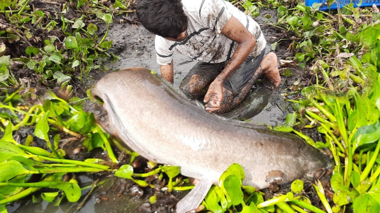 Amazing Boy Catching Fish By Hand .Traditional Little Catching Big Fish By Hand in Mud Water.
