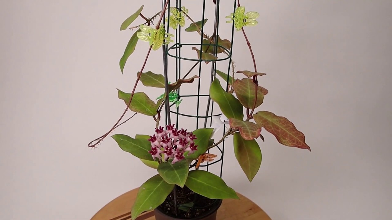 A Visit with Hoya Patricia