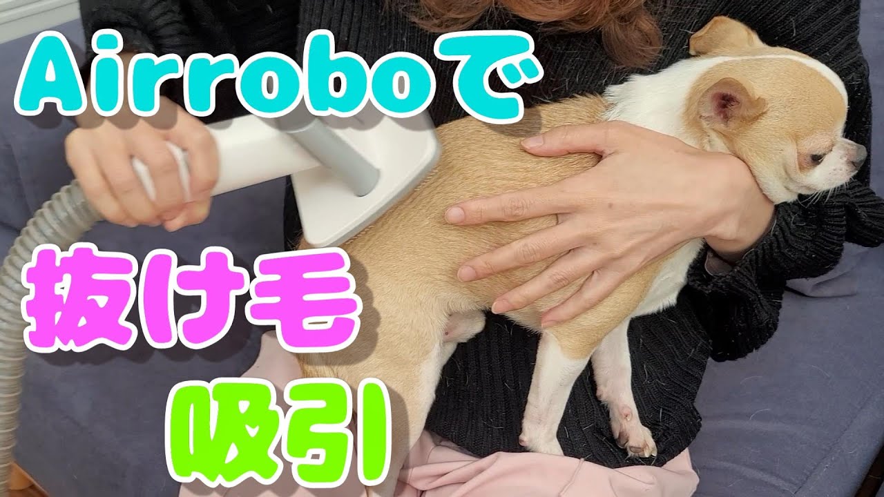 🐶抜け毛がひどいチワワ犬に、AIRROBO PG100で吸引してみました🐶 Amazon Black Friday Deal