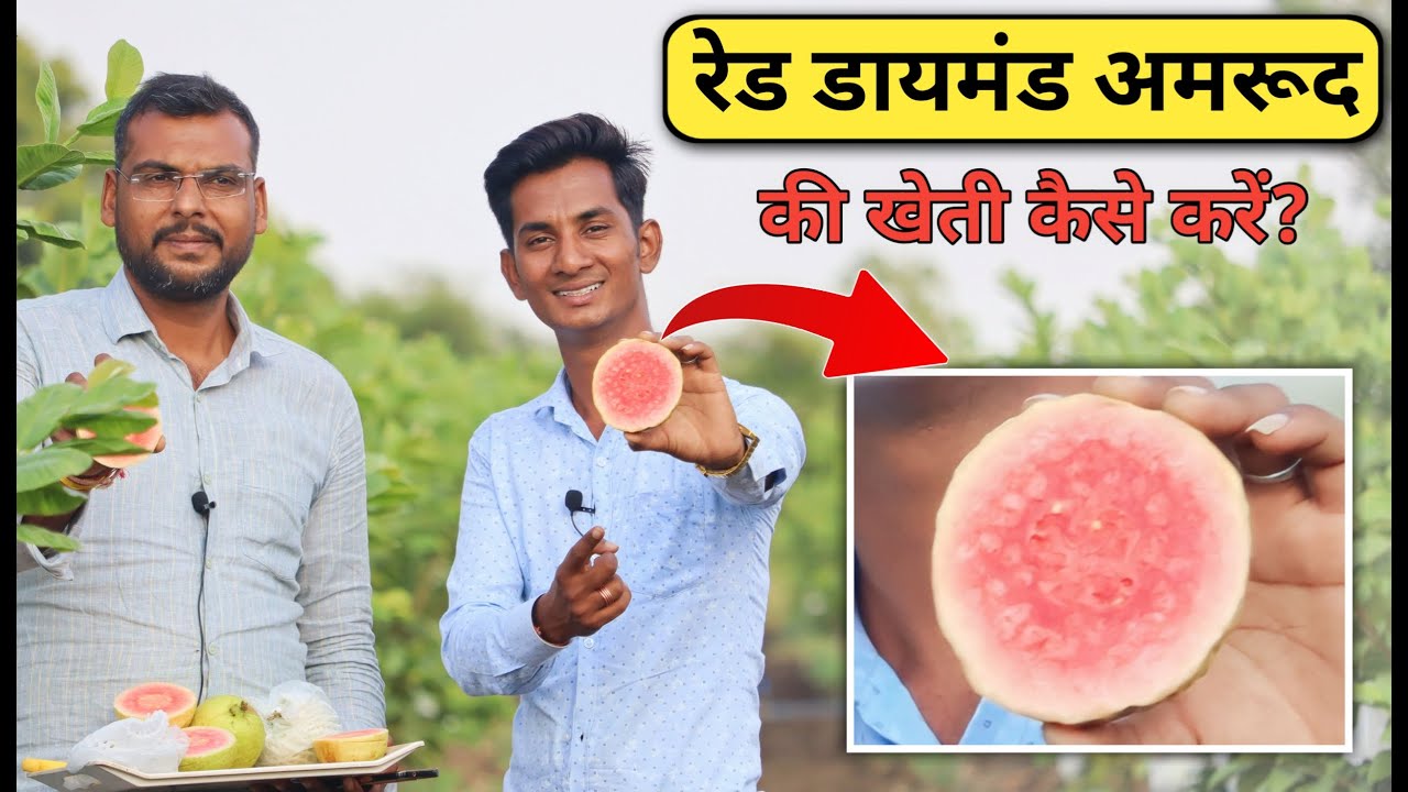 रेड डायमंड की खेती कैसे करें || Red Diamond Guava Farming In India || Red Diamond Guava Plant 2022