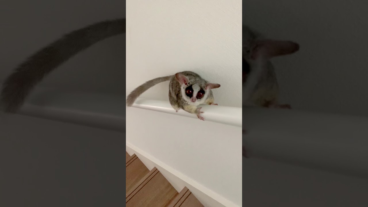 階段の降り方のクセ  Bushbaby the Pizzatoru / ショウガラゴのピザトル