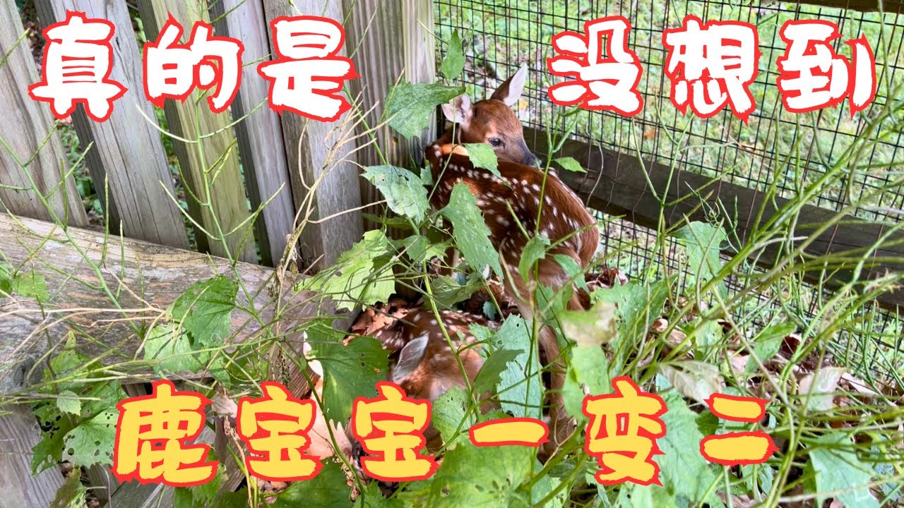 菜园鹿宝怎么样了，搜寻结果出人意料，真的是没想到 #babydeer