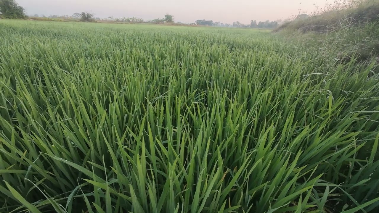 🌾ปุ๋ยยูเรีย46-0-0ผสมใส่สูตรไหนดีสุด🤔#ชาวนา #ลุงตี๋ตะวันแดง 