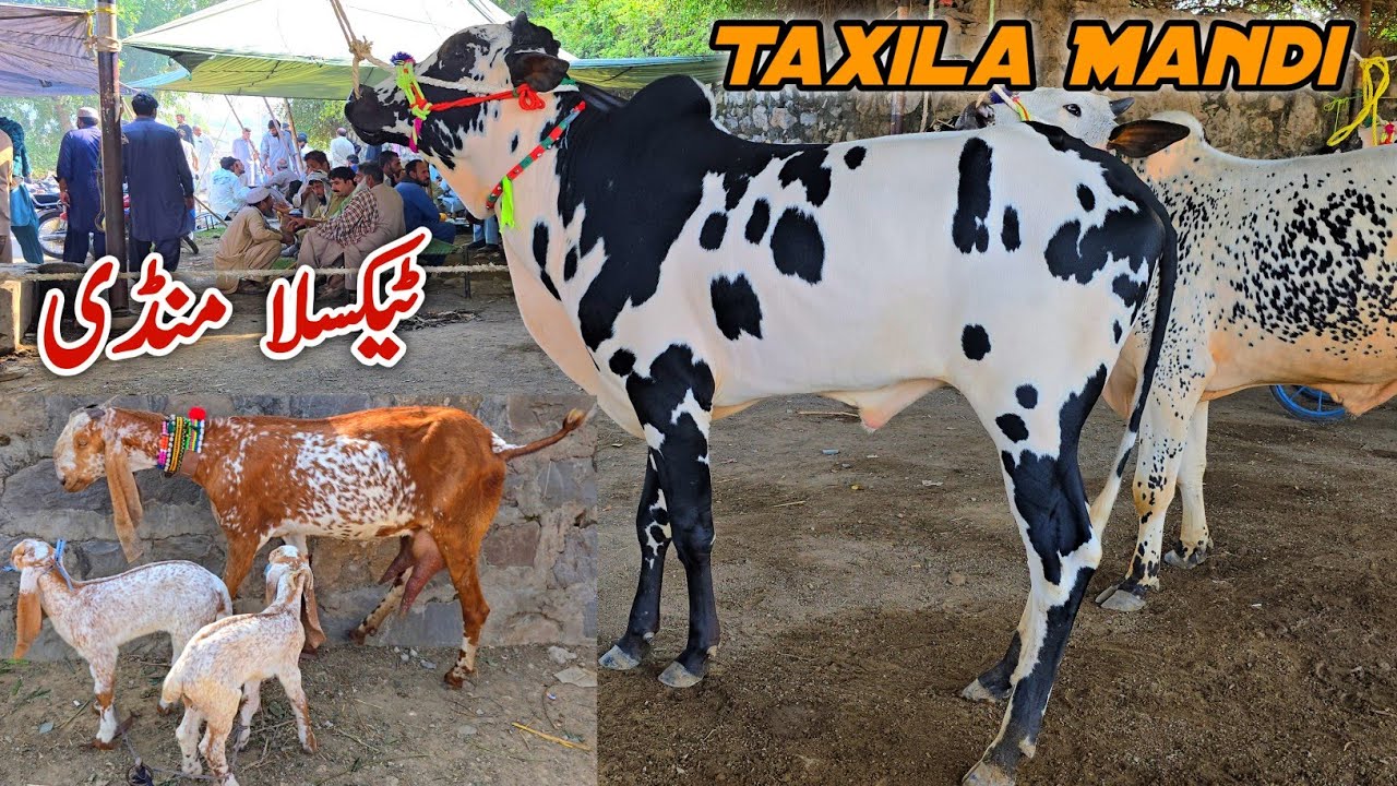 Taxila Mandi Update October 2025 | Bakra Mandi Cow Goats 