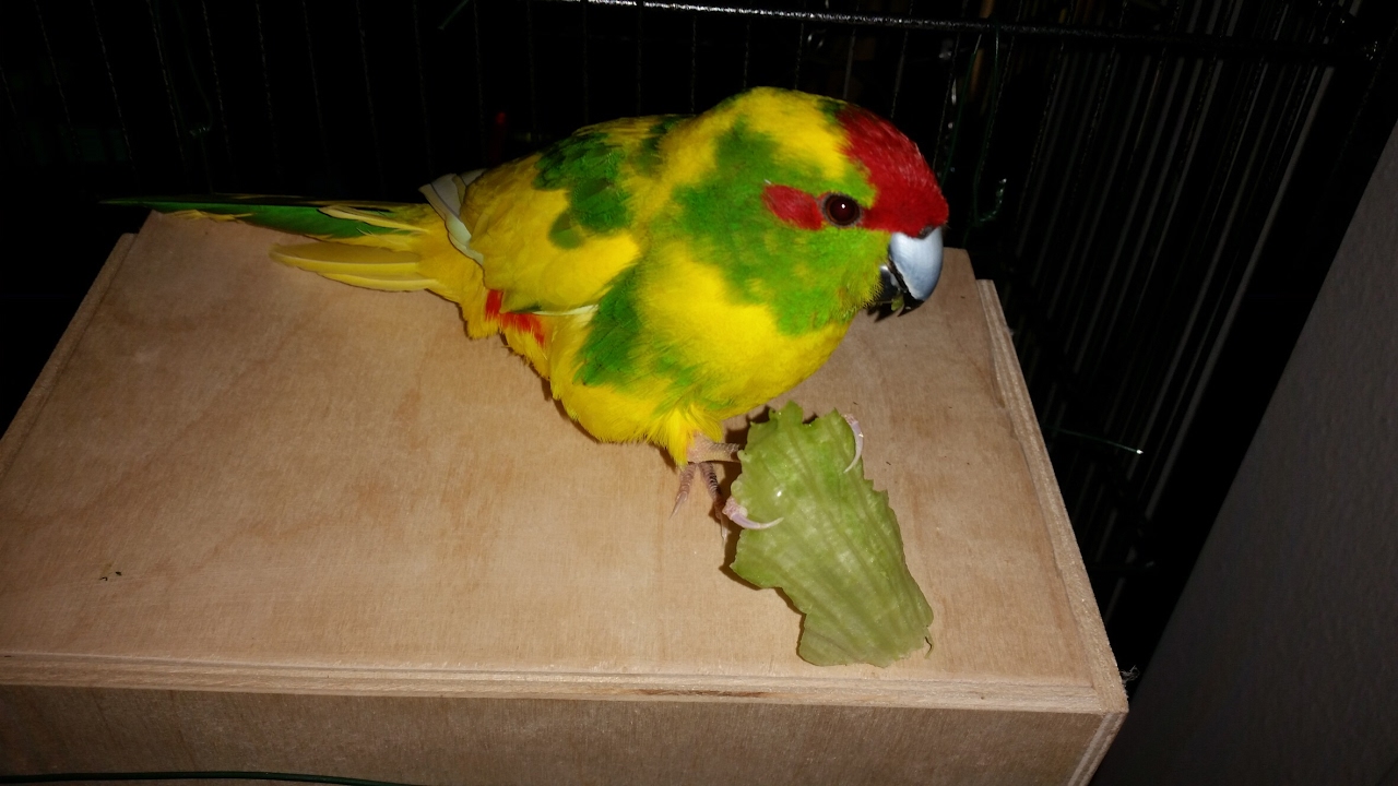 Kakariki talking and bathing