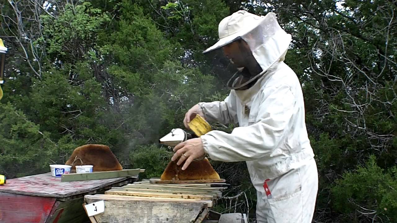Making a split during spring hive inspection