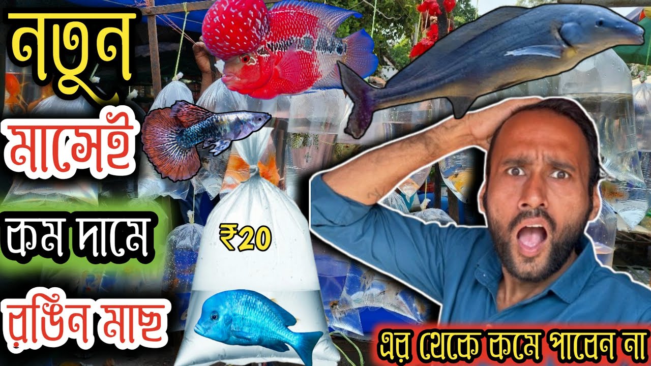 ফেব্রুয়ারি মাসে প্রথমেই সবার থেকে কম দামে রঙিন মাছ serampore pet market  serampore aquarium market 