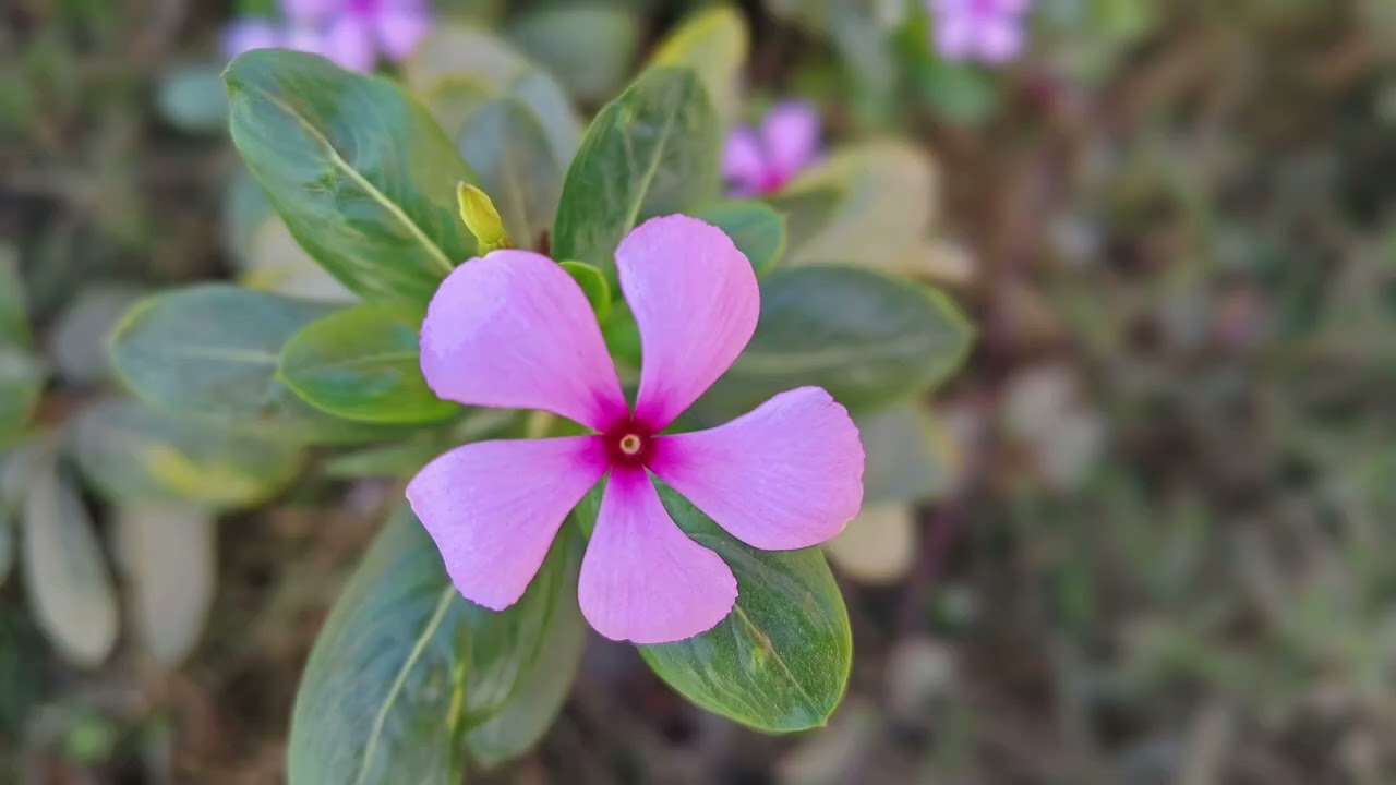 "Nature's Art: Stunning Flower Photography Collection"