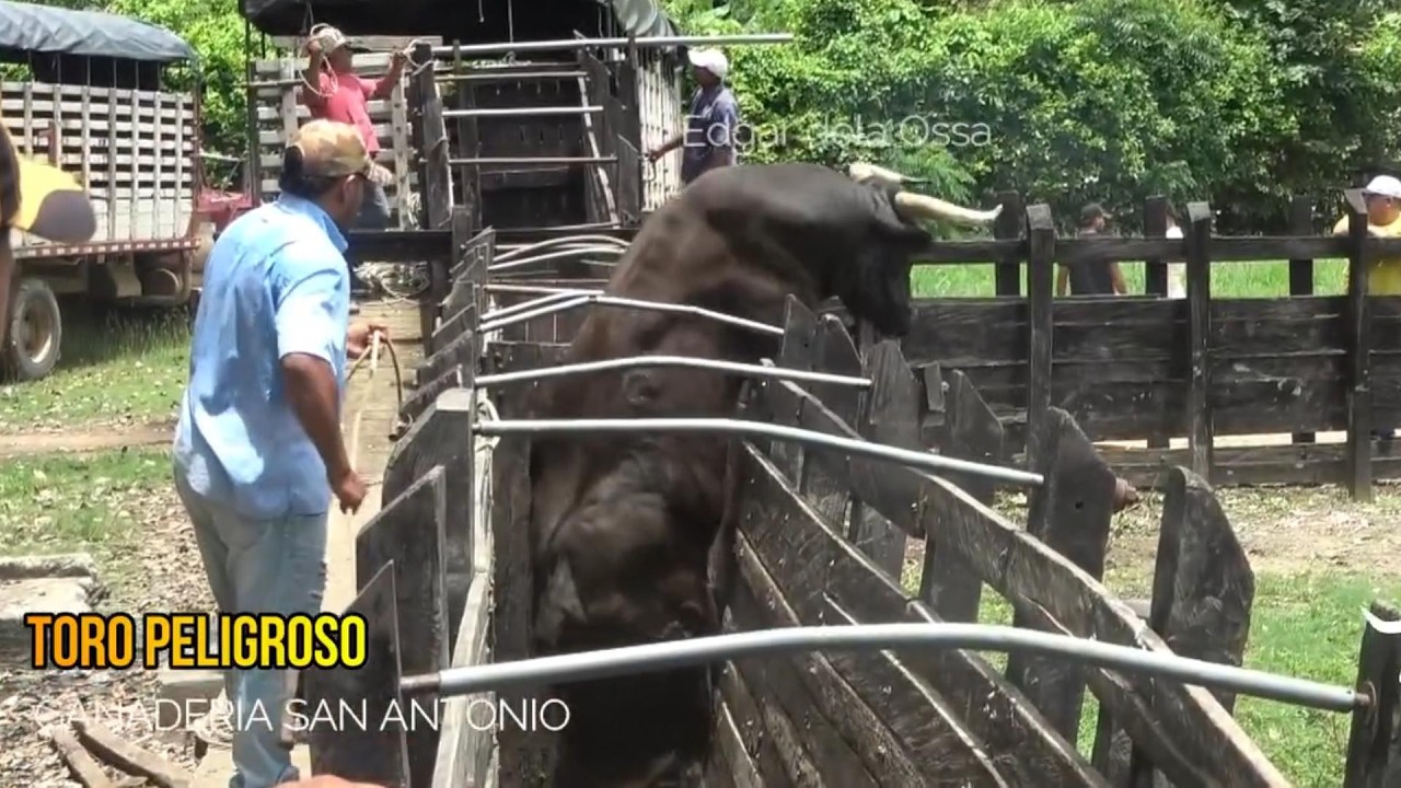 TORO BARGUILERO SE QUIERE SALIR DEL CARRIL
