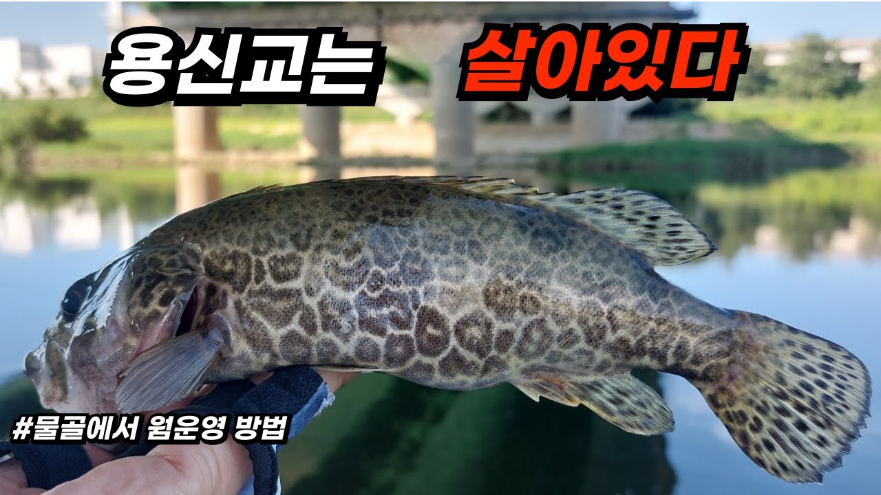 갑천 신구교,용신교 쏘가리낚시 공사이후 바뀐 상황 참고하세요.