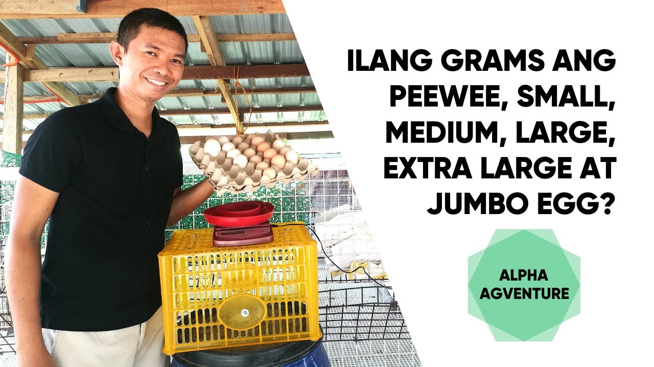 Ilang Grams ang Peewee, Small, Medium, Large, Extra Large at Jumbo Egg