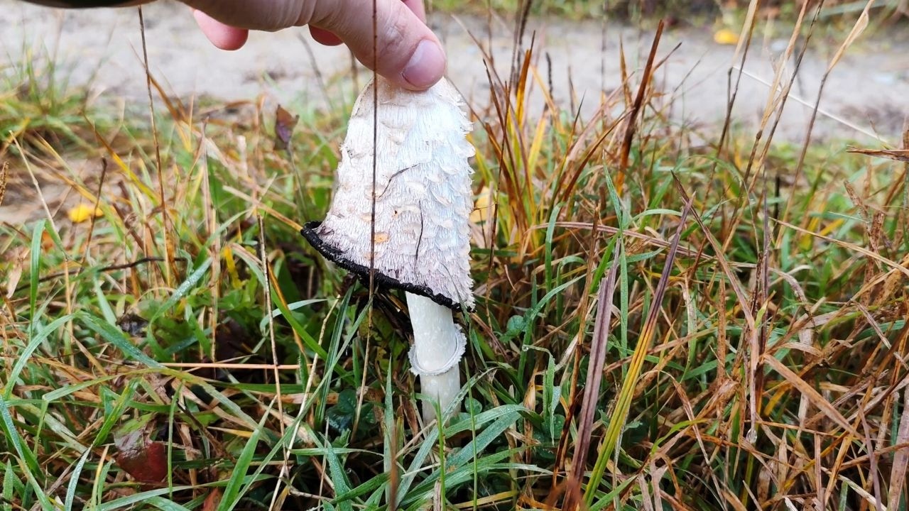 GRYBY! OGNISKO! SARENKI! To Się Nazywa Niedzielny Poranek ! #zvdominik