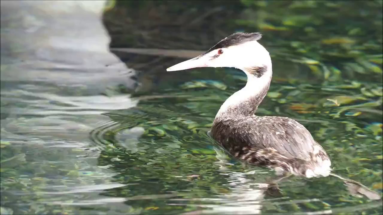 Bird of Cyprus : Podiceps cristatus ( Great Crested Grebe - &Sigma;&kappa;&omicron;&upsilon;&phi;&omicron;&beta;&omicron;&upsilon;&tau;&eta;&chi;&tau;ά&rho;&iota; )