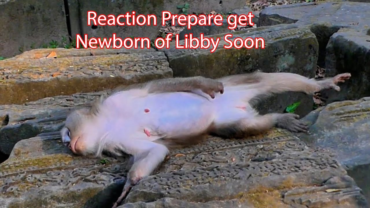 Education Reaction of Libby (Pregnancy Monkey ) Prepare get Her Newborn , Soon !