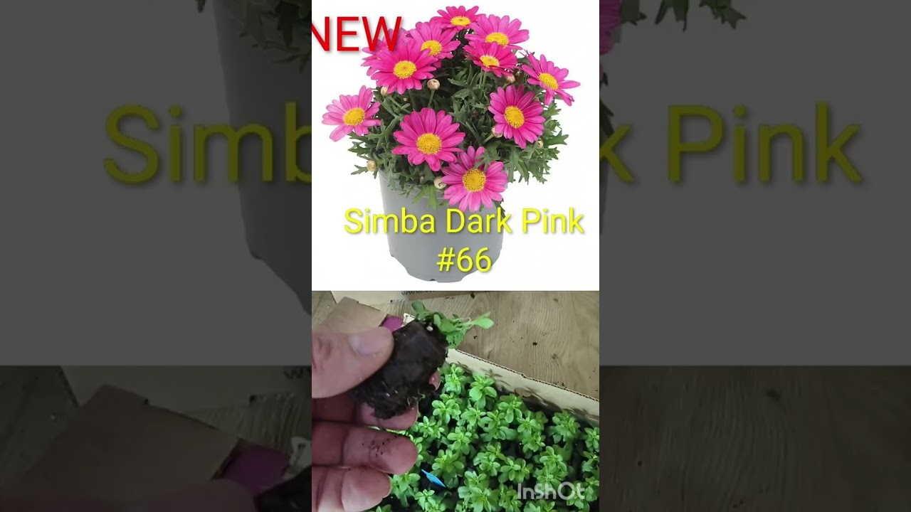 Огляд євроживців які ми отримали.