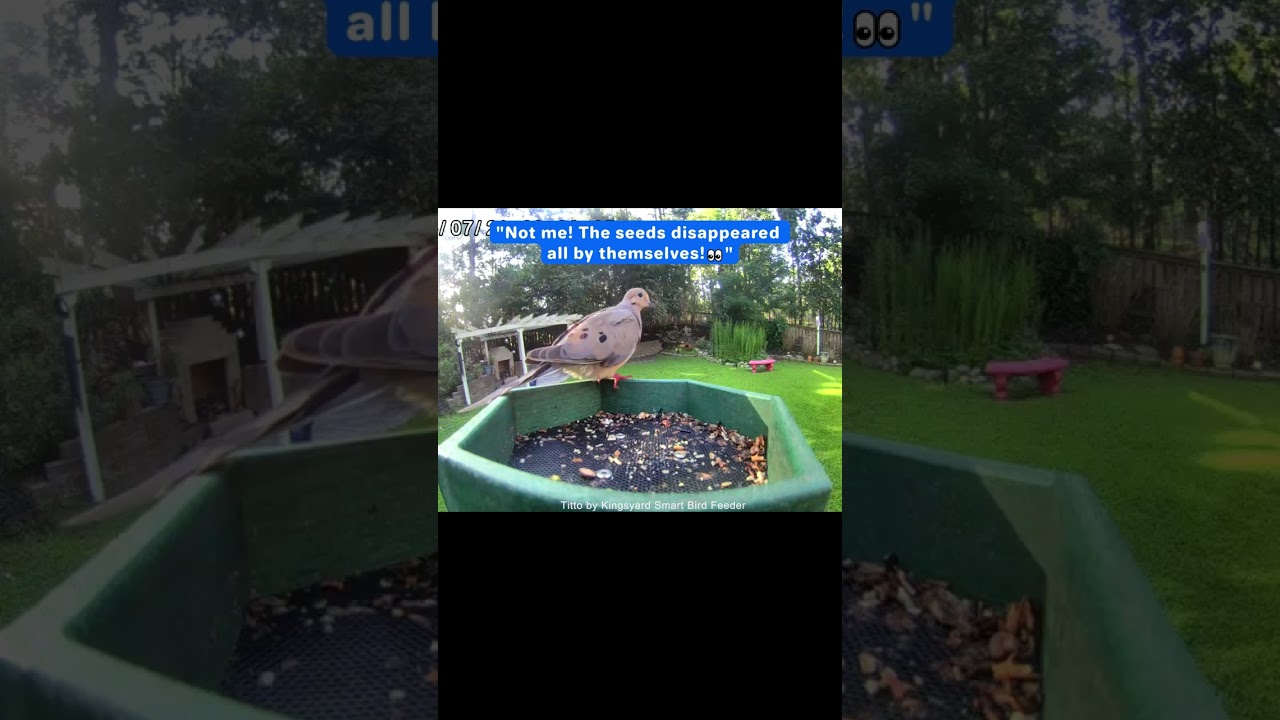 The Dove Ate It All! Who's the Big Eater in Your Yard? 😅🕊️ #Titto #Smartbirdfeeder #birds
