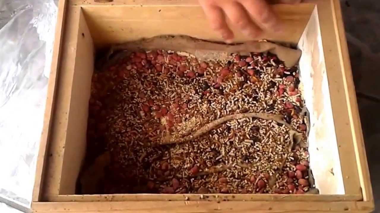 Tenébrio Molitor. Alimento vivo para peixes e aves. Filhote de bem-te-vi comendo.