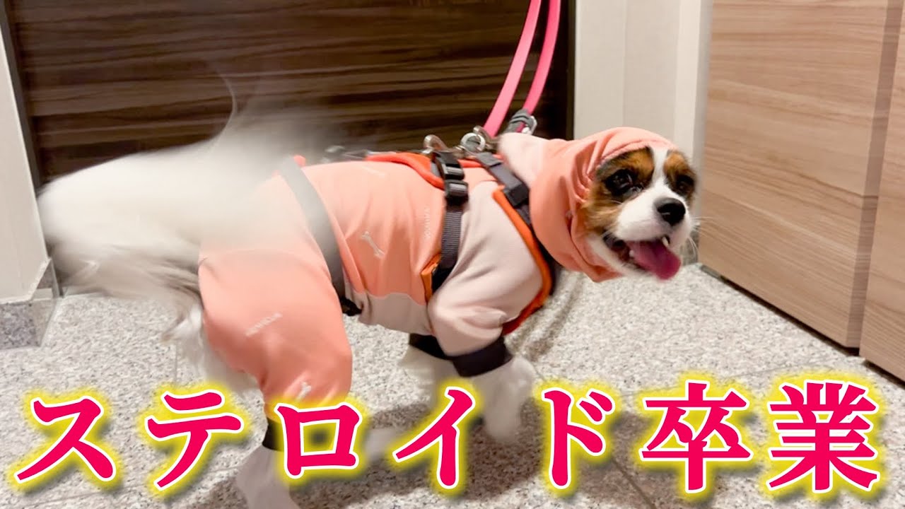 今夏のうにじゃはこんな暮らしでした(5歳キャバリア)
