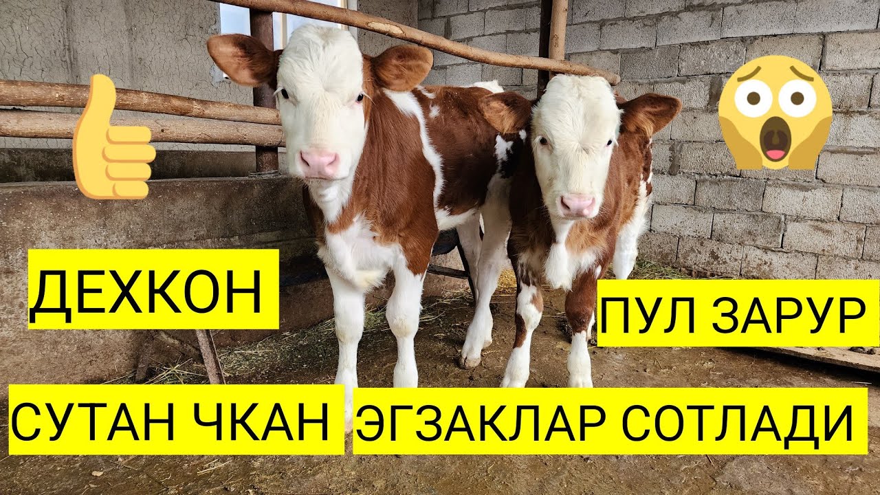 СУТДАН ЧКАН СЕММЕНТАЛ ЭГЗАК БУЗОКЛАР СОТЛАДИ #angus #toza #toza