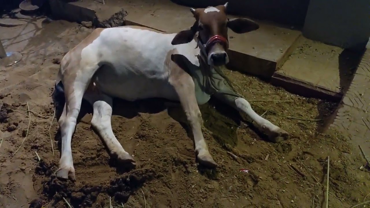 ABLAK COW SHOQEN 2023 COW