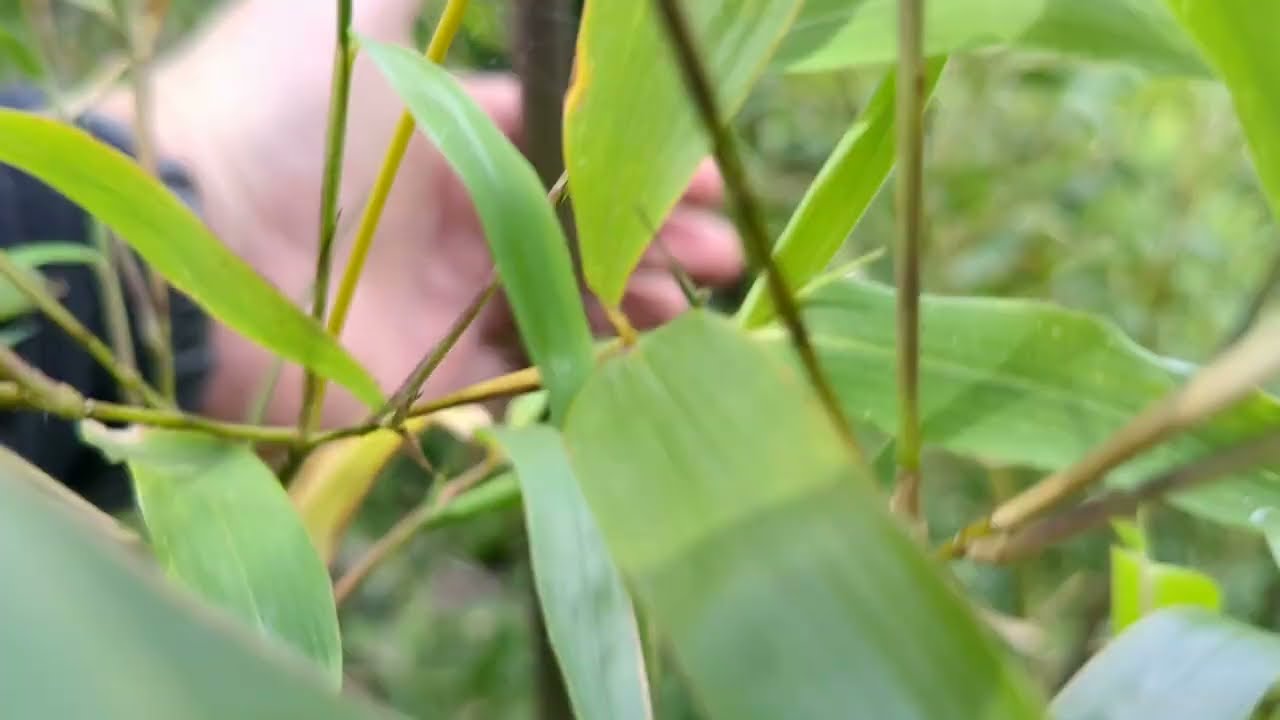 Phyllostachys Atrovaginata  Bambus Kadzidłowy 13.06.2023