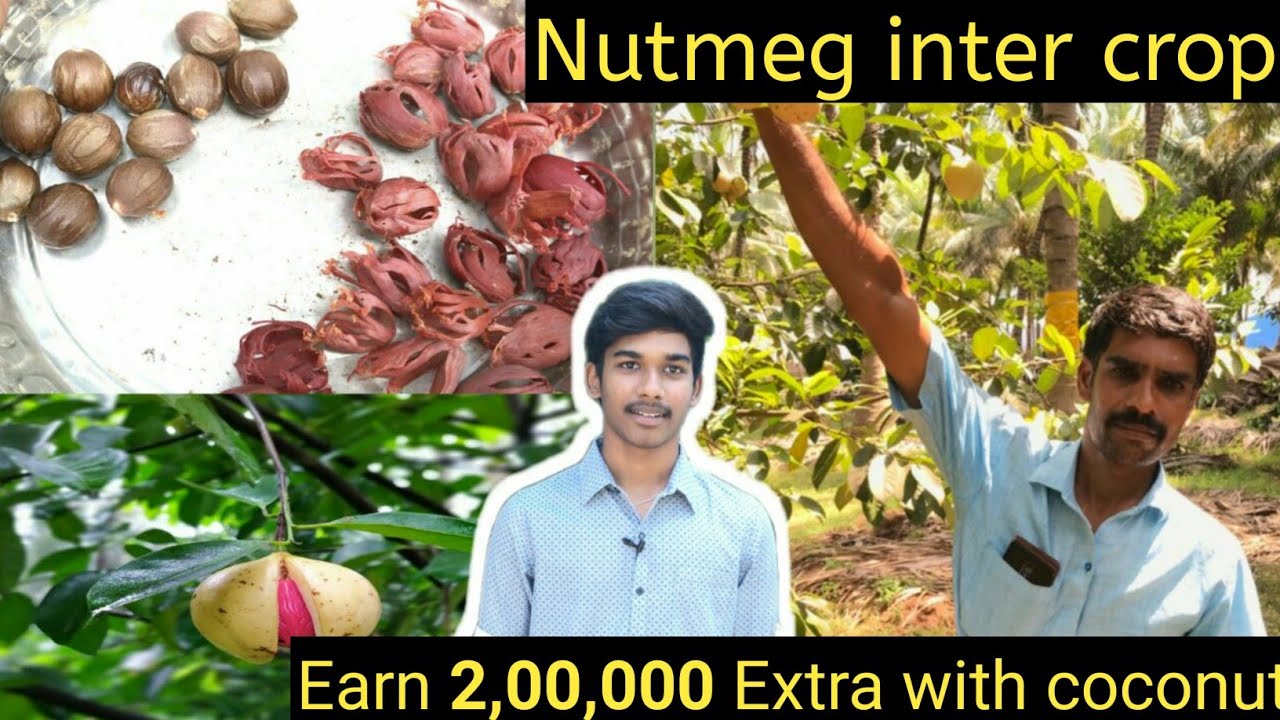 Nutmeg intercrop farming tips l ஜாதிக்காய் இடை பயிர் விவசாய குறிப்புகள் l MannilVithai
