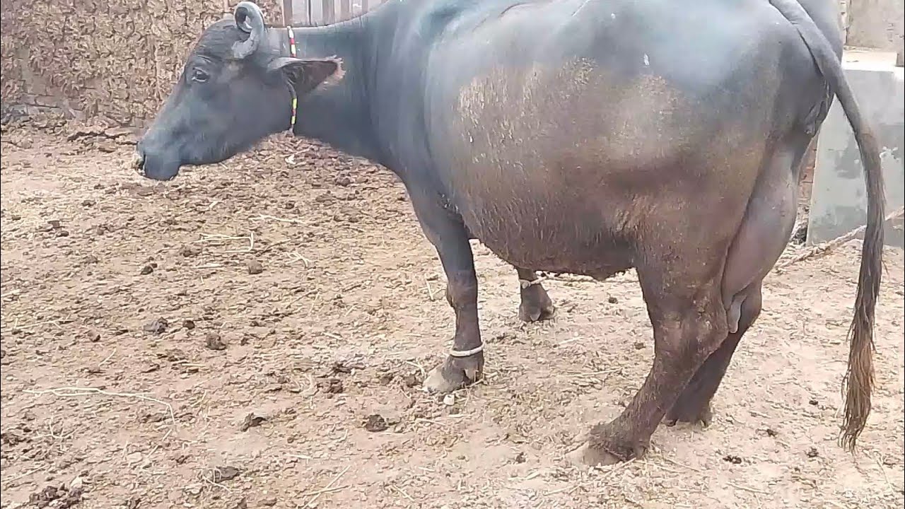 Watch pure Neeli buffalo for sale in Punjab Pakistan on YouTube.14...12...2025...0324.9304774