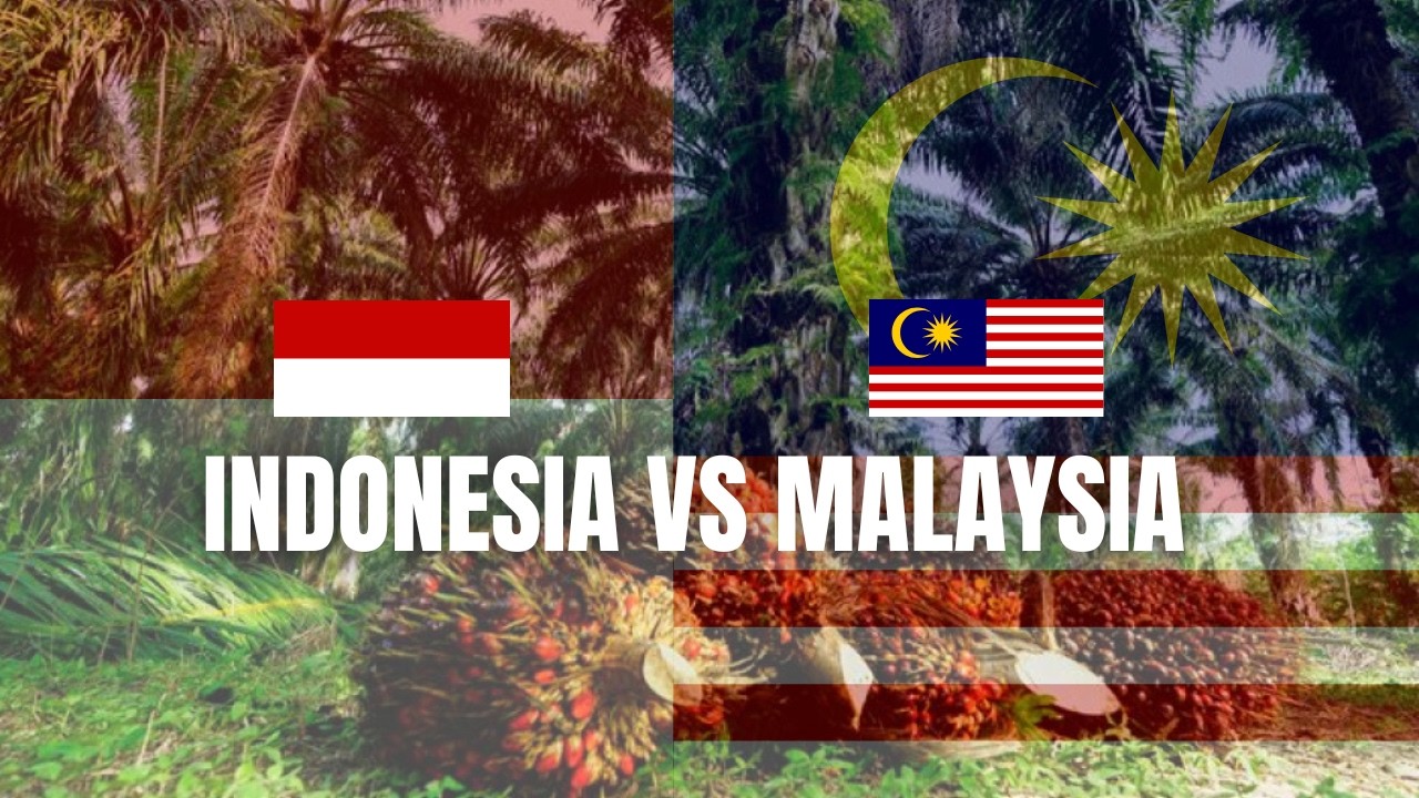 Perbandingan Produktivitas Kelapa Sawit Indonesia vs Malaysia: Mana yang Lebih Unggul?