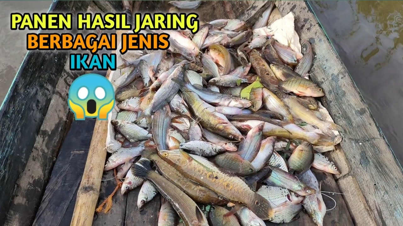 PANEN HASIL JARING - BERBAGAI JENIS IKAN YANG DIDAPAT