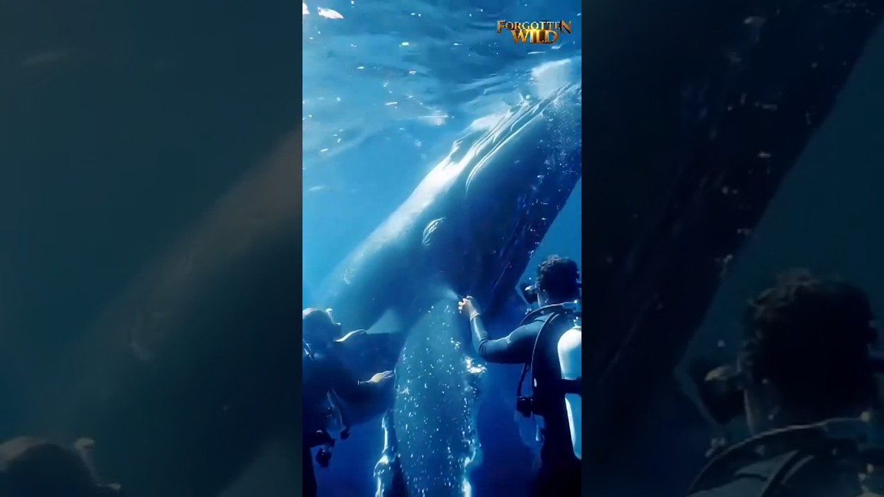 Brave Rescuers Save a Whale Covered in Giant Parasites 🌊🐋 #animals #whale #animalrescue